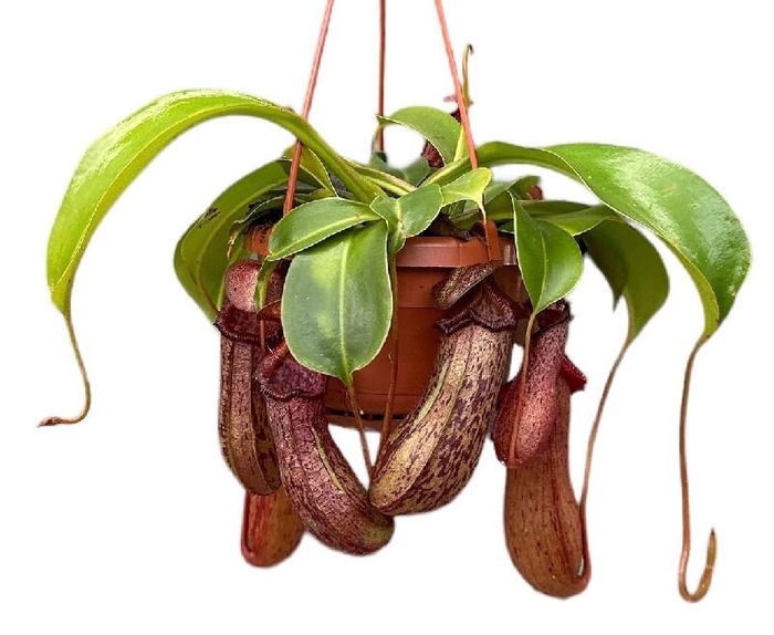 <h4>Nepenthes hangpot Monkey Jars Rob</h4>