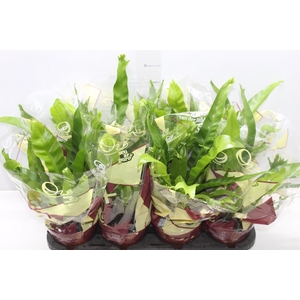 ASPLENIUM CRISSIE P14