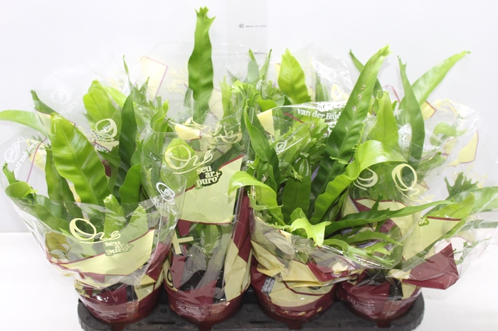 <h4>ASPLENIUM CRISSIE P14</h4>
