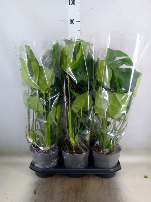 <h4>Monstera delic.</h4>