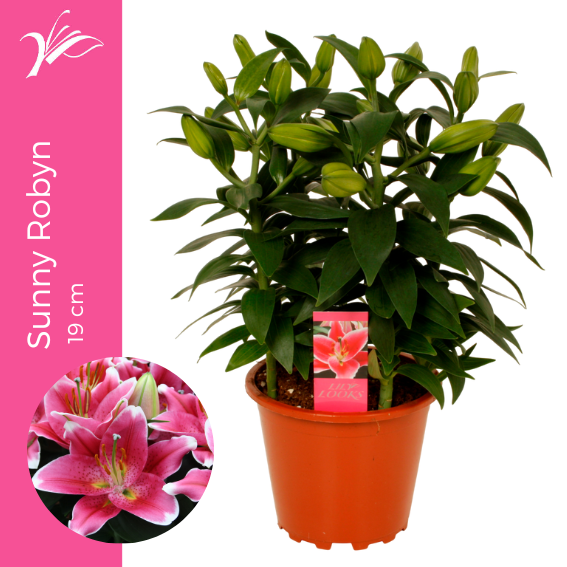 <h4>Lilium Sunny Robyn 19 cm (or. lelie)</h4>