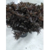 CEDRUS LIBANI