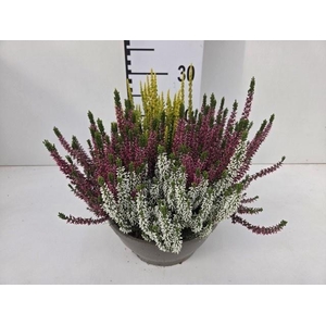 CALLU GA G TRI GIRLS