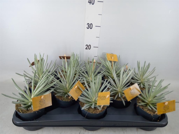 <h4>Senecio   ...</h4>