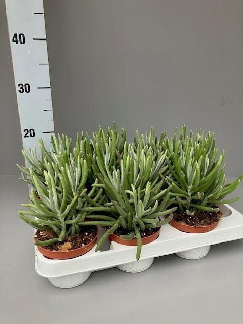 <h4>Senecio ...</h4>