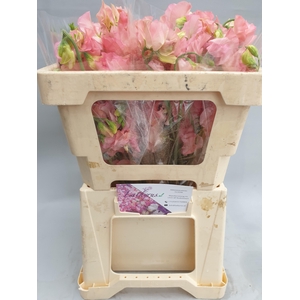 LATHYR PARFUM SALMON