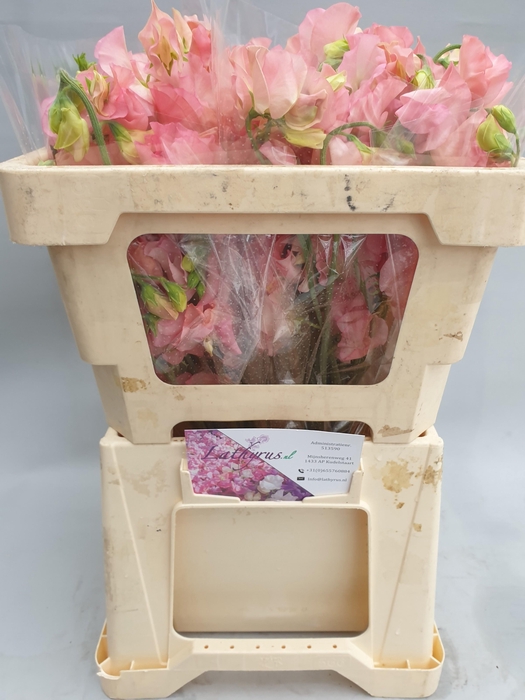 <h4>LATHYR PARFUM SALMON</h4>