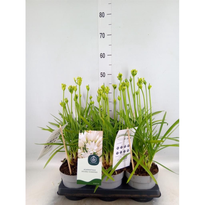 <h4>Agapanthus   ...</h4>