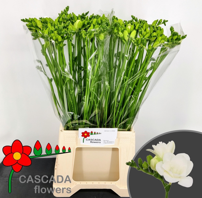 <h4>FR DU ESSENCE</h4>