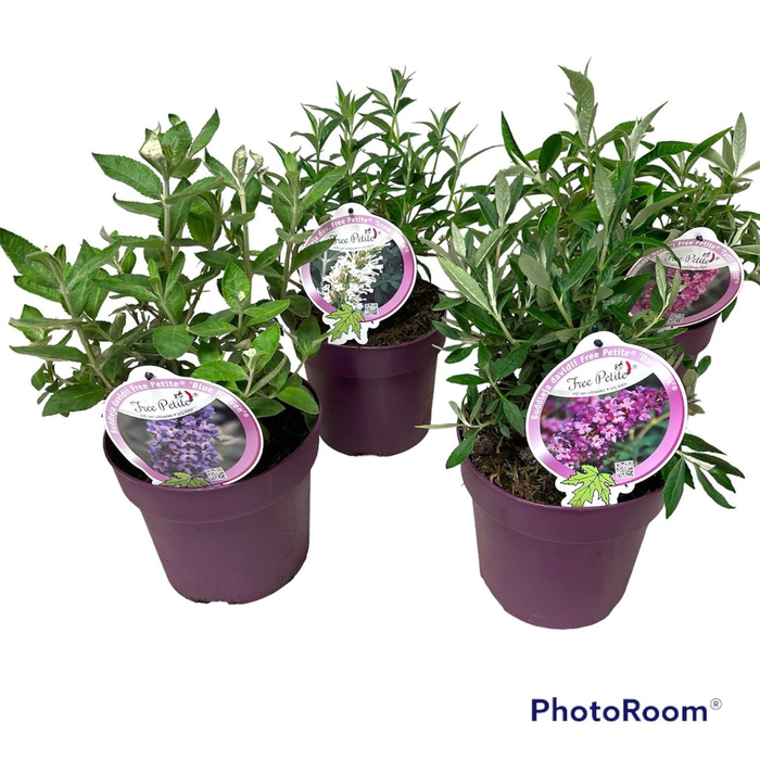 Buddleja dav. 'Free Petite' mix C3