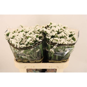 LIM S WH STARL WINGS