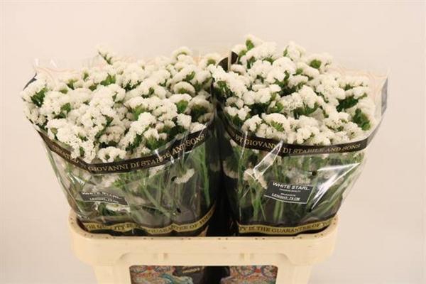 <h4>LIM S WH STARL WINGS</h4>