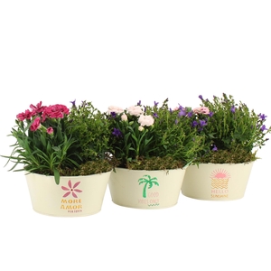 31608: Outdoor summer arrangement