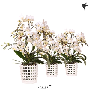Kolibri Orchids Phalaenopsis Botanic 4 spike in Mesh pot white