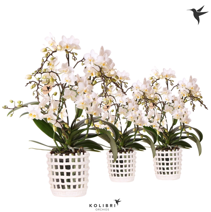<h4>Kolibri Orchids Phalaenopsis Botanic 4 spike in Mesh pot white</h4>