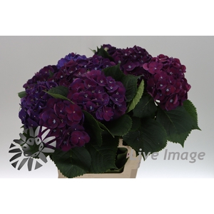 Hydrangea my mon amour purple