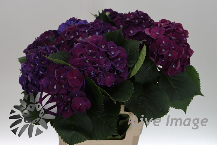 <h4>Hydrangea my mon amour purple</h4>