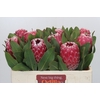 Protea Empress