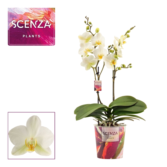 <h4>Phalaenopsis multiflora 2 tak Lausanne (Scenza)</h4>