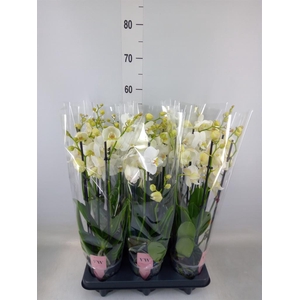 Phalaenopsis  'Ant Inverness'