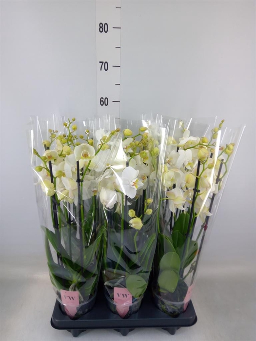 <h4>Phalaenopsis  'Ant Inverness'</h4>