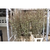 Chaenomeles Superba White 180 200cm P Stem X10