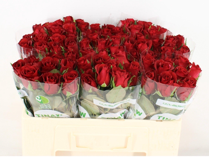 <h4>R GR BURGUNDY</h4>