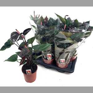 ANTHU AN BEAUTY BLAC