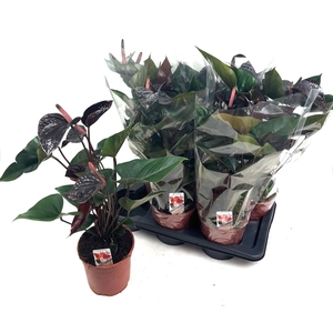 ANTHU AN BEAUTY BLAC