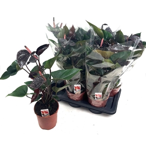 ANTHU AN BEAUTY BLAC