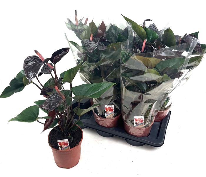 <h4>ANTHU AN BEAUTY BLAC</h4>