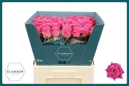 <h4>R Gr Tan Charlotte</h4>