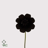 Cosmos Black Beauty