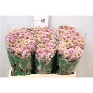 Chr S Aaa Doria Pink