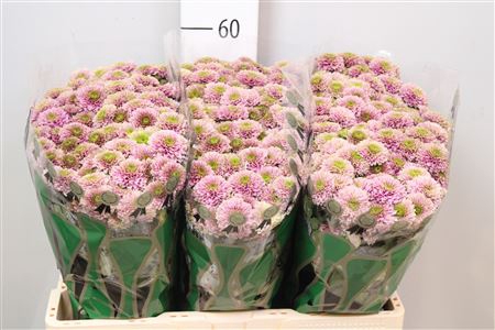 <h4>Chr S Aaa Doria Pink</h4>