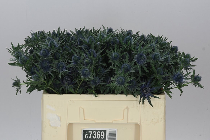 <h4>Eryngium Aqua</h4>