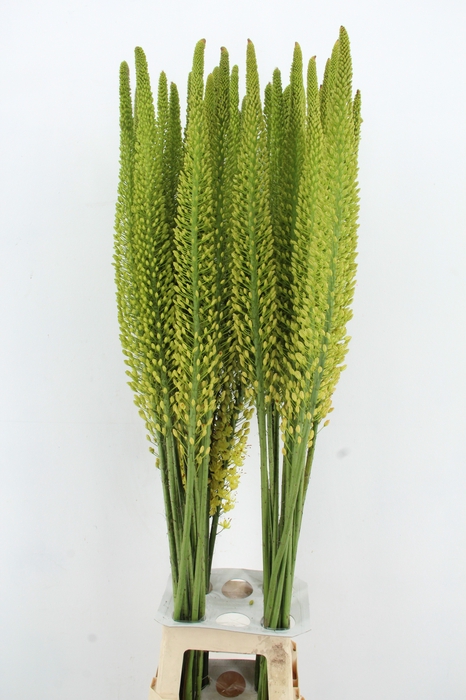 <h4>EREMURUS YELLOW REBE</h4>