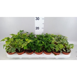 Hedera   ...mix