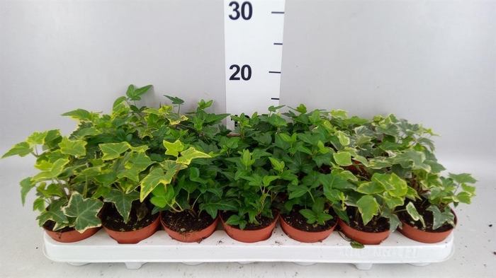 <h4>Hedera   ...mix</h4>