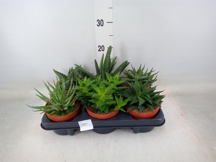 <h4>Aloe   ...mix</h4>