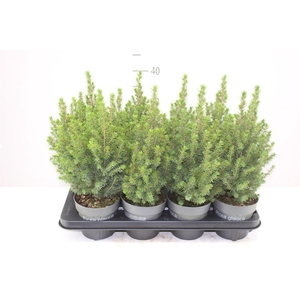 Picea Gl Perfecta
