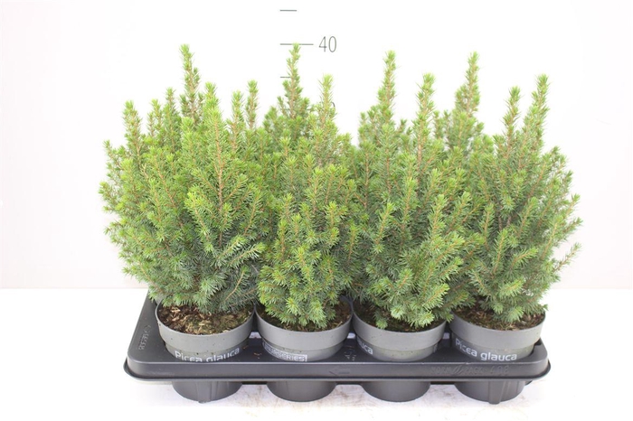 <h4>Picea Gl Perfecta</h4>