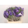Anemone. Mistral Blue