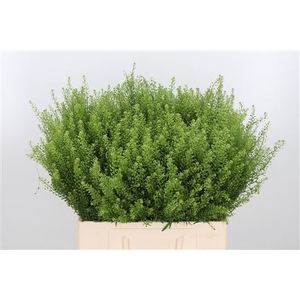 LEP VI GWELO GREEN