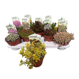 SEDUM OV