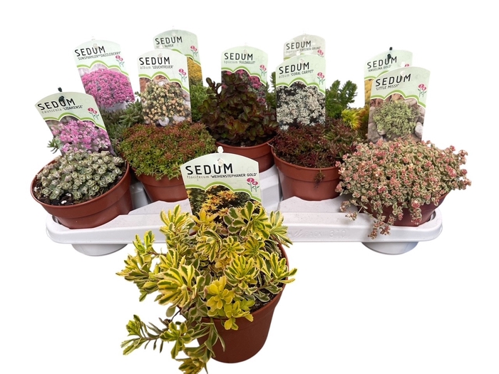 <h4>SEDUM OV</h4>