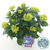 Hydrangea macrophylla overig