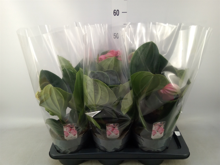 <h4>Medinilla magnifica 'Flamenco'</h4>