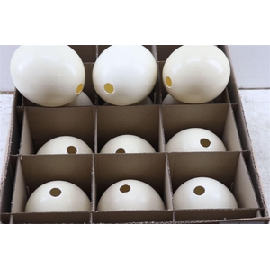 Egg Ostrich Basic Naturel