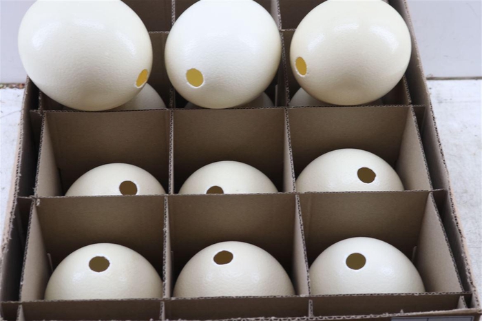 <h4>Egg Ostrich Basic Naturel</h4>